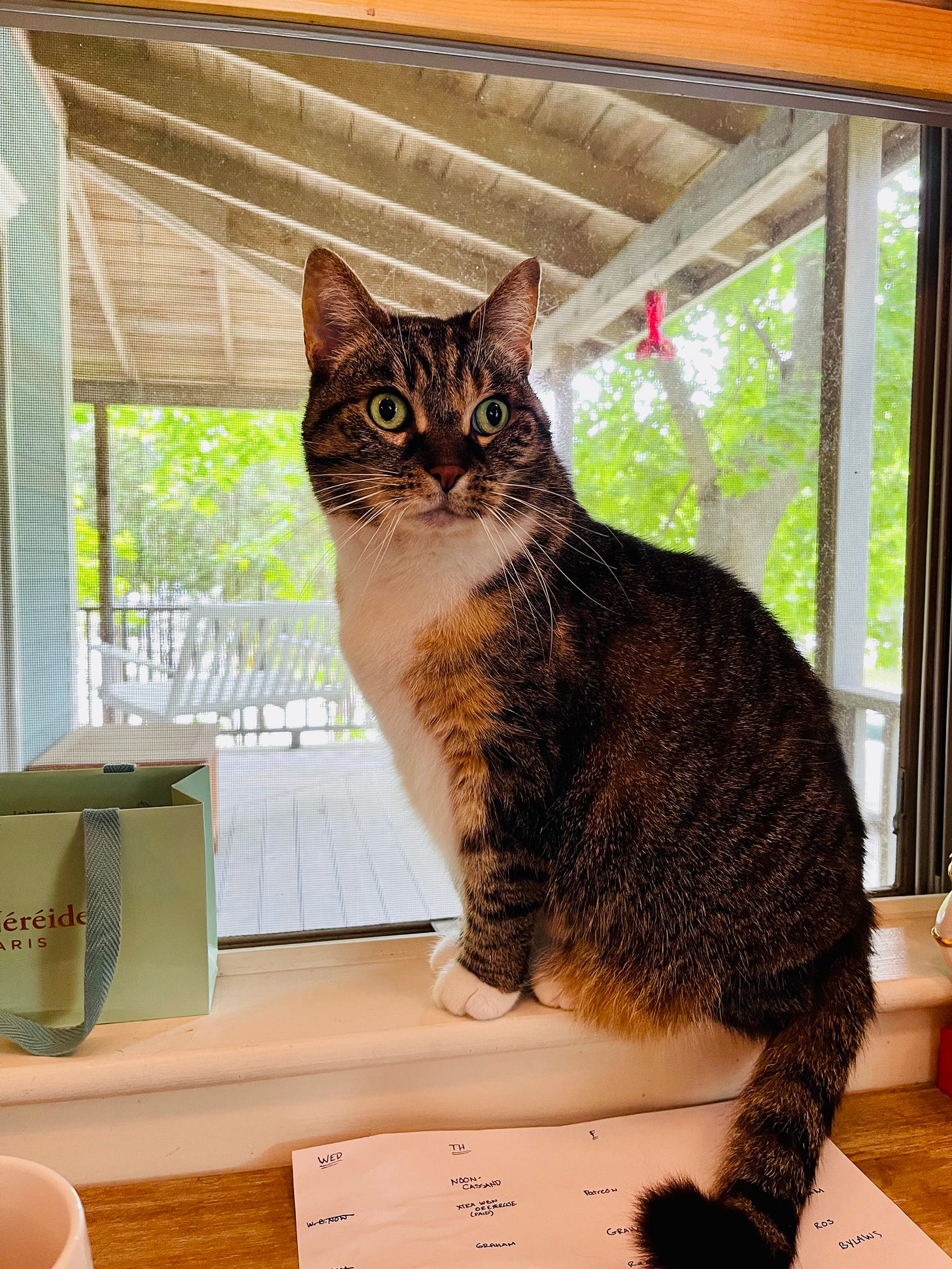 cat in a window
