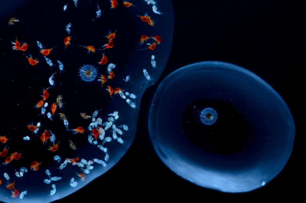 harpacticoid copepods and armored protozoan