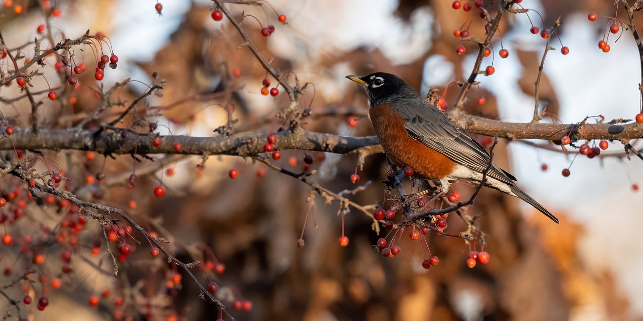 Consider the Robin