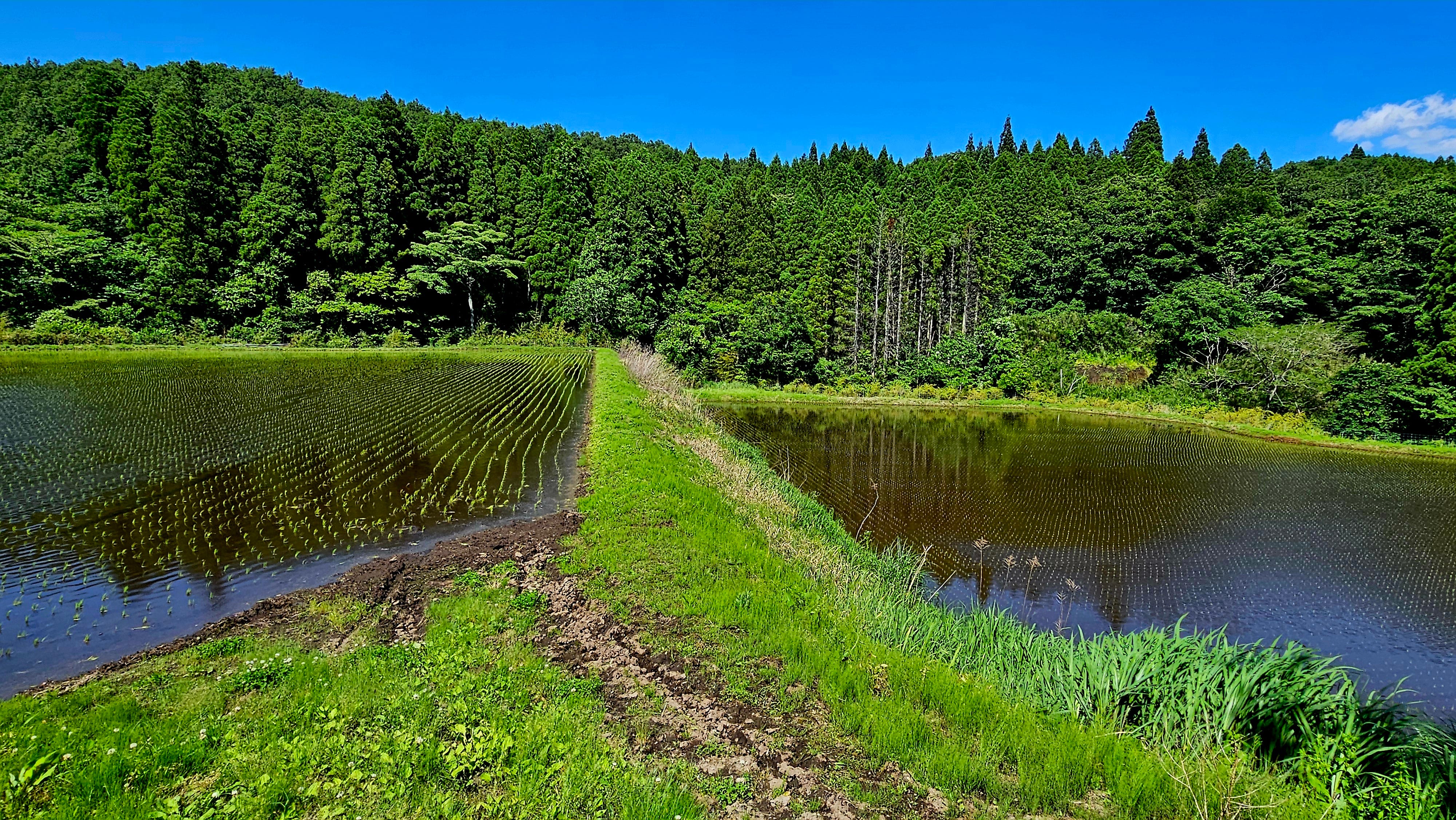 Quiet Revolution Starting to Uproot Japan's Traditional Rice Crop