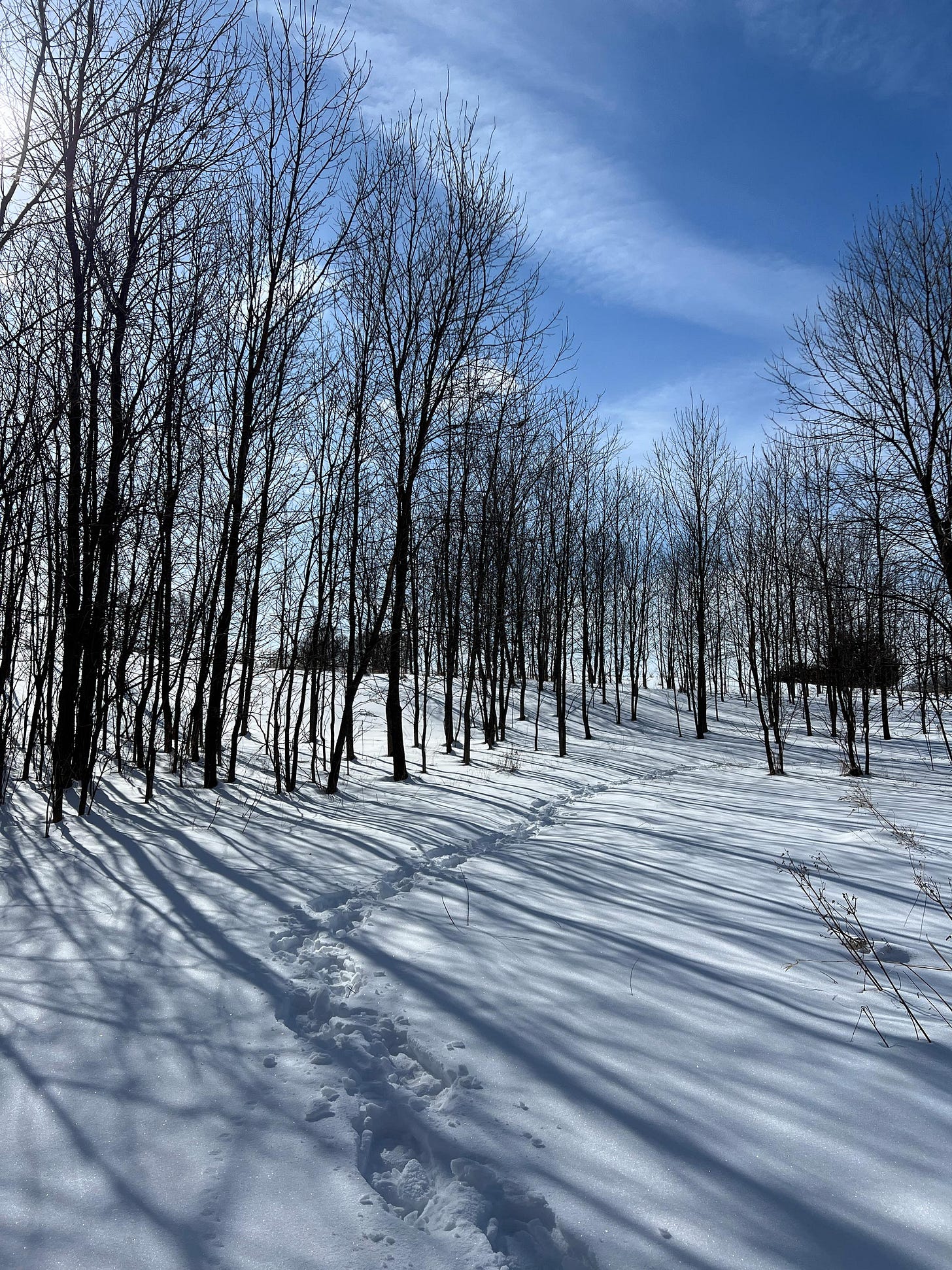 Photograph of a snowy woodland landscape from a stroll by graphic novelist K. Woodman-Maynard. 