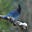 PNWbirdfan's avatar