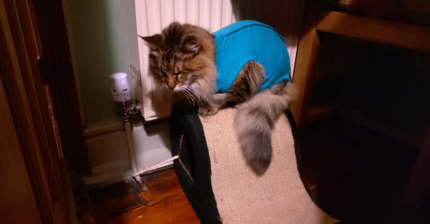 Milly in a blue vest looking grumpy on a scratching post.