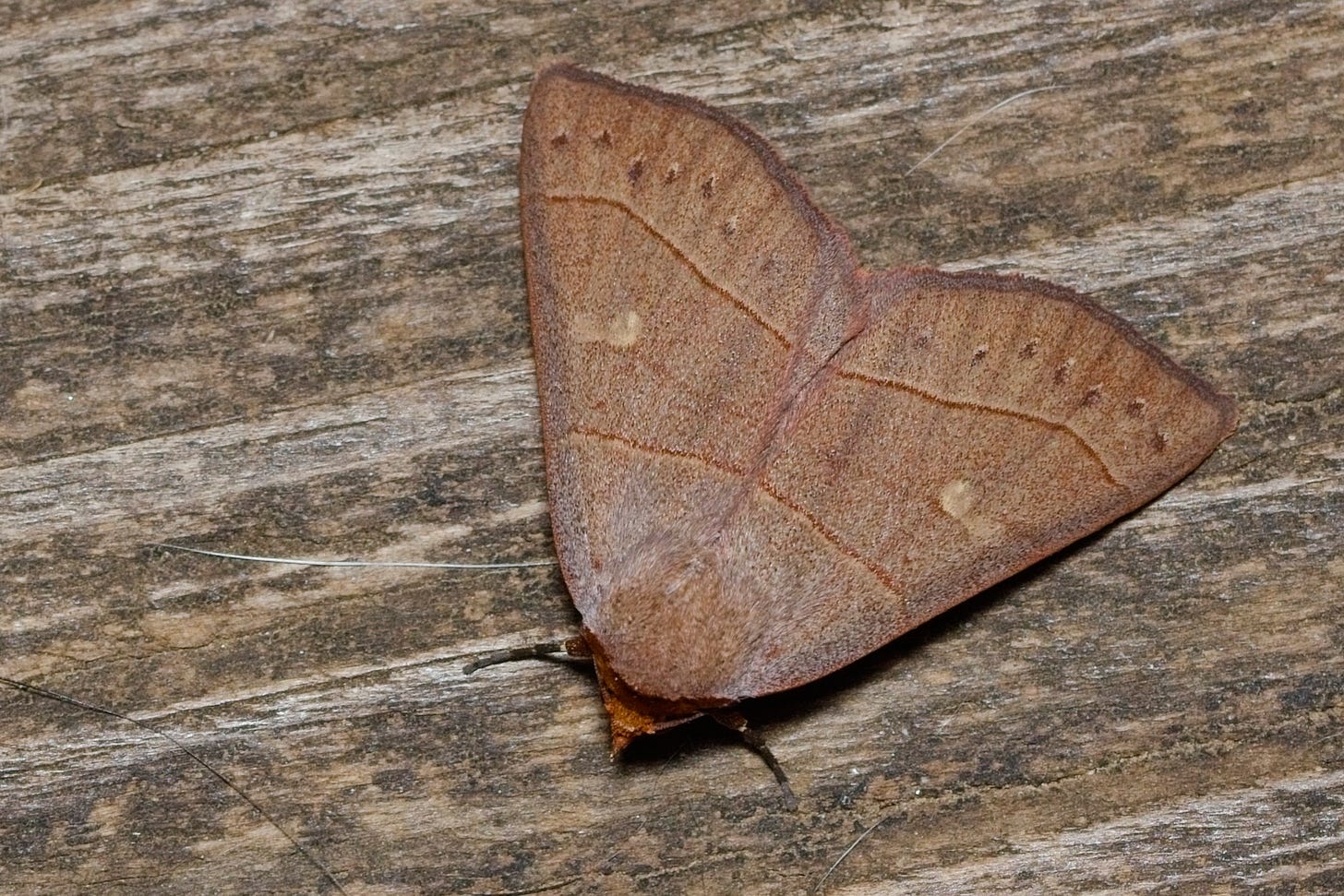 Resting on a wooden porch board, a close-up of a triangular moth with faintly fuzzy and shiny reddish-beige wings, with a stripe of brick red near and running parallel to the bottom edge of each wing, and a layer of darker red-brown small spots between the line and the edge of the wing. There are also pale spots in the top third or so of each wing, and another brick red line between those spots and the moth's head.