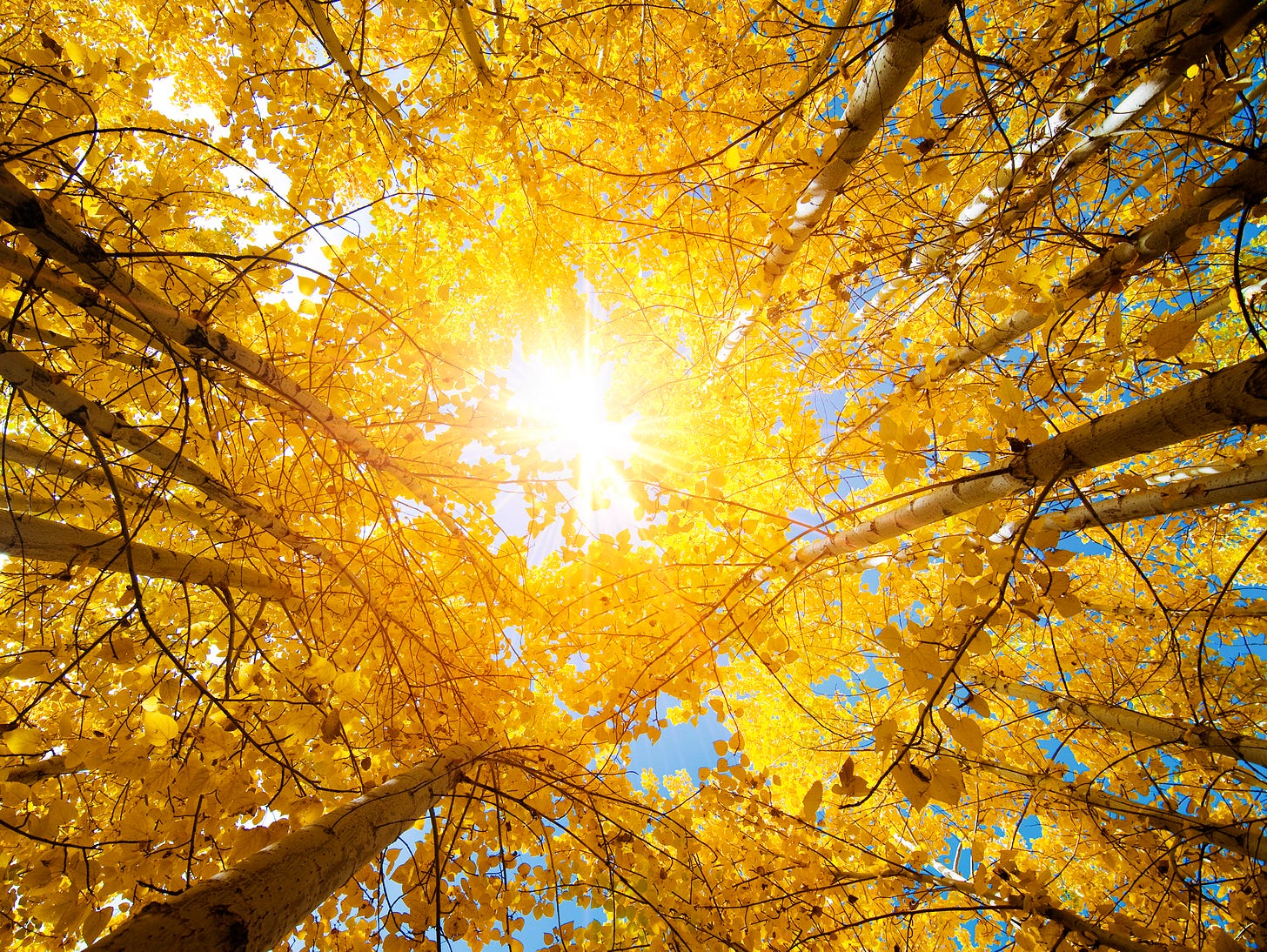 Looking up into a stand of Aspen trees in bright yellow foliage