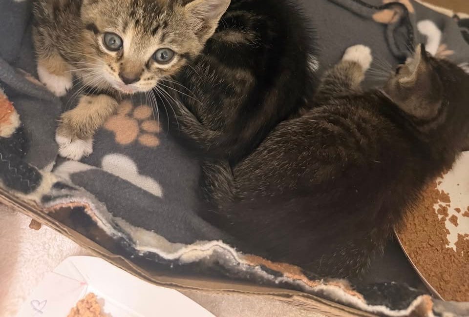 Manatee County Animal Welfare Seeks Emergency Kitten Fosters During Busy Kitten Season