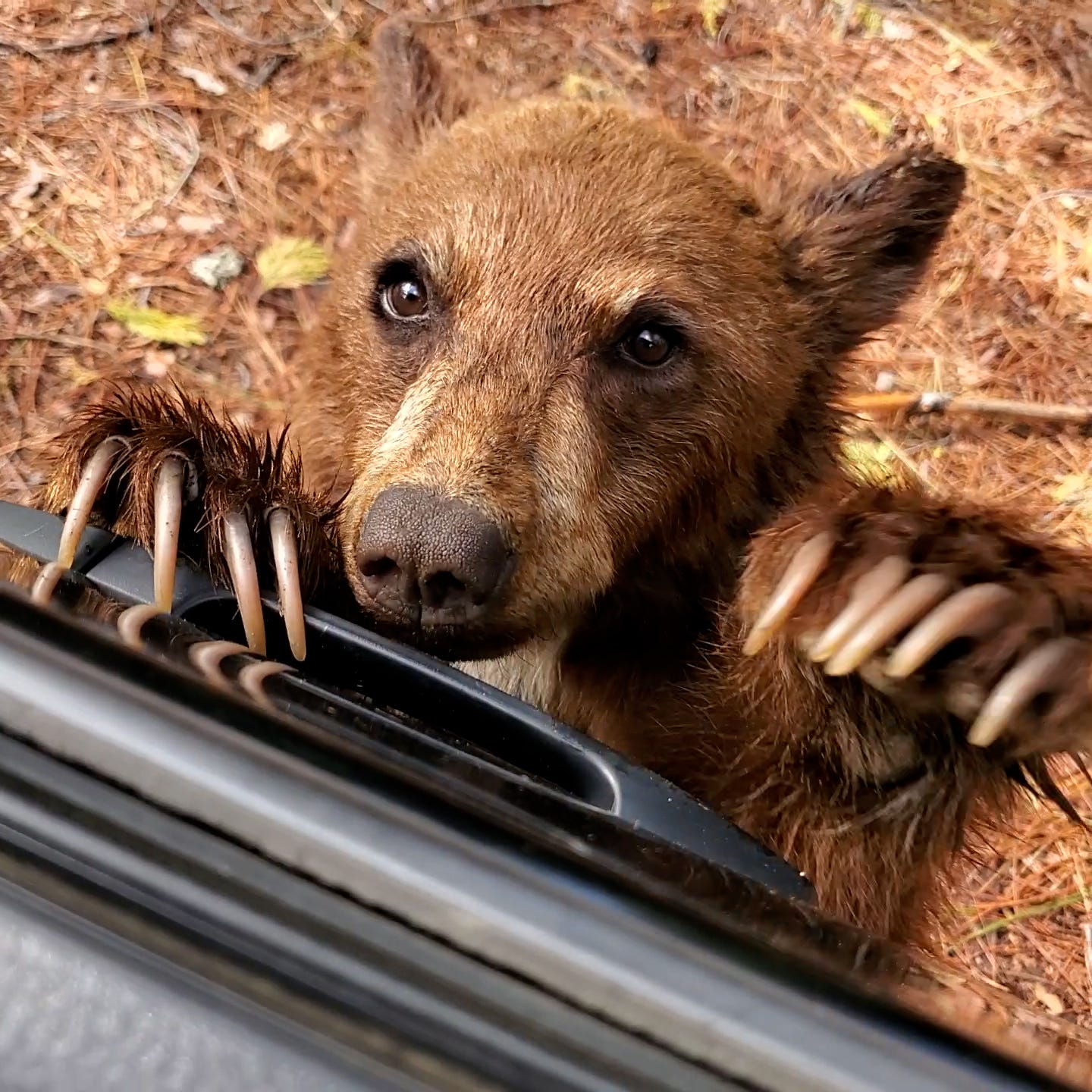 A small bear trying to get into my car A small bear trying to get into my car