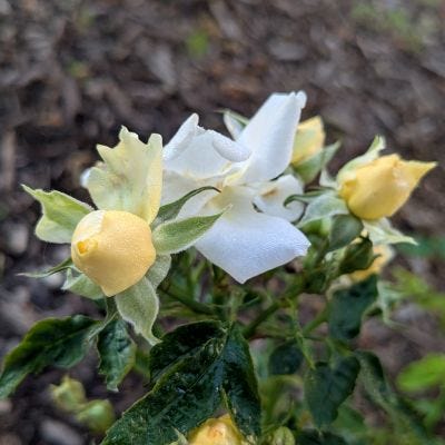 The roses are abloom! Houston "Fall" agrees with them.