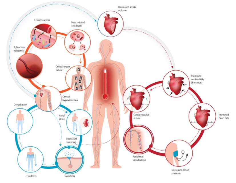 heatwave effects on human body heatwave effects on human body