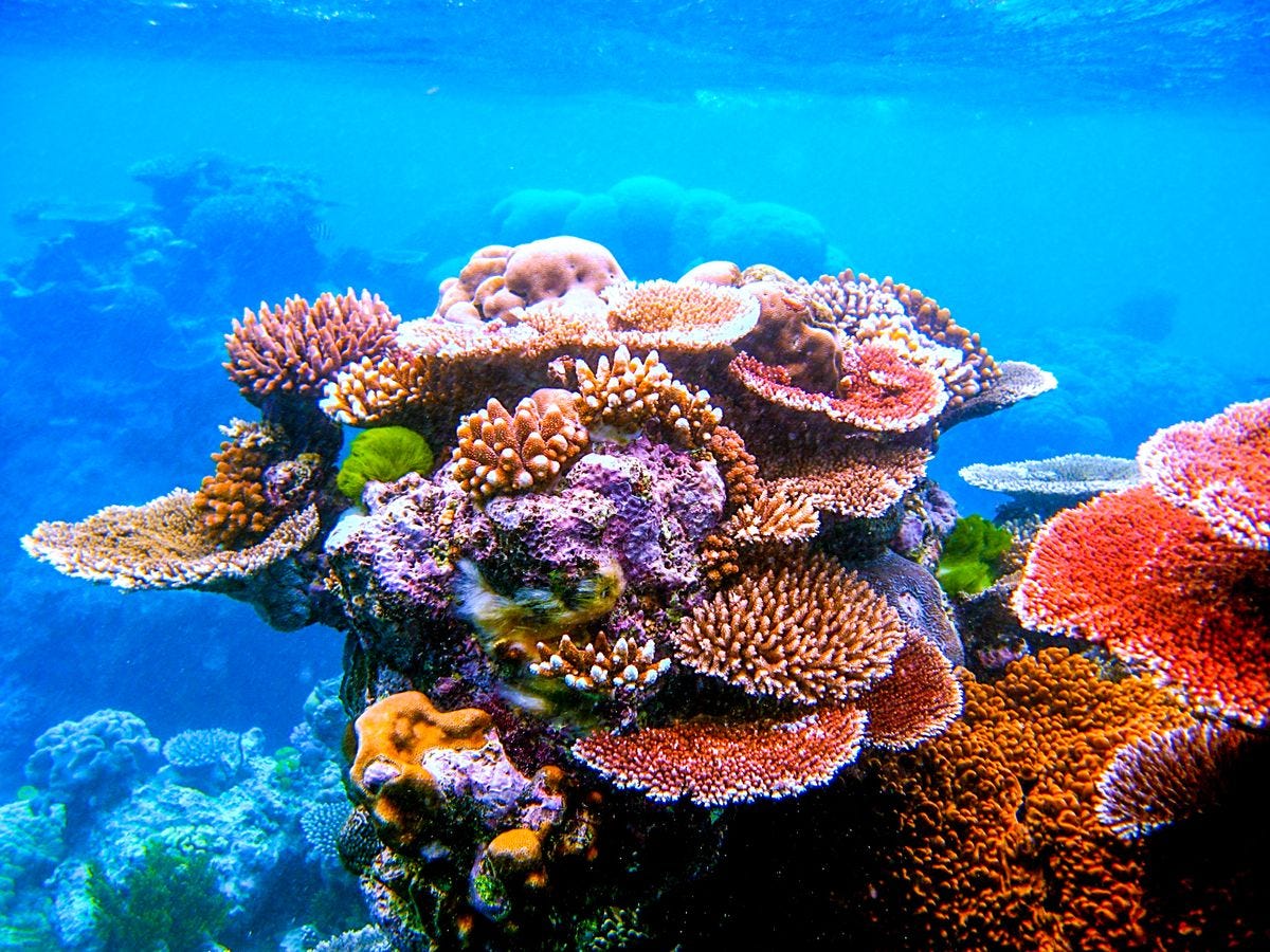 ESA - Space for Kids - ESA satellites spot coral reefs in danger