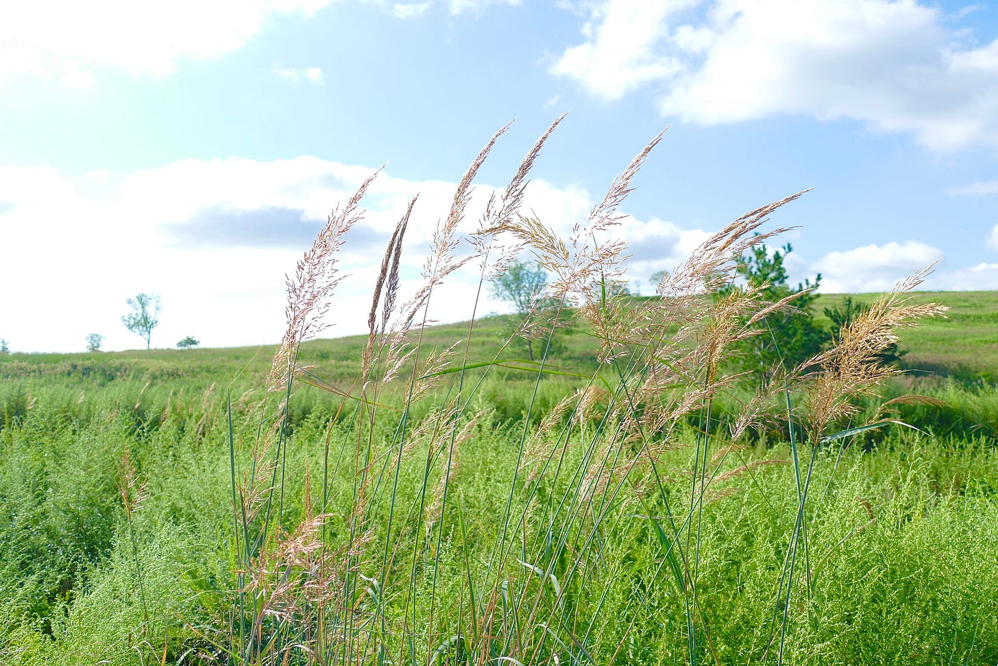 Prairie grass seeding out against green grassy landscape and mound