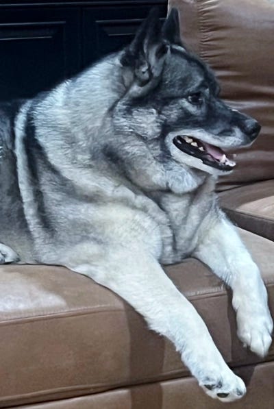 Thora, the Proud Writer Elkhound, contemplates her sphinx-like majesty; this time, against a brown sofa.