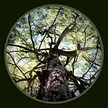 Solid Ground's avatar