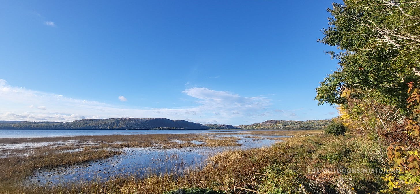 Thick beds of yellow and brown wild rice growing in the water in the foreground, with the tree-lined south shore of the lake in the background.