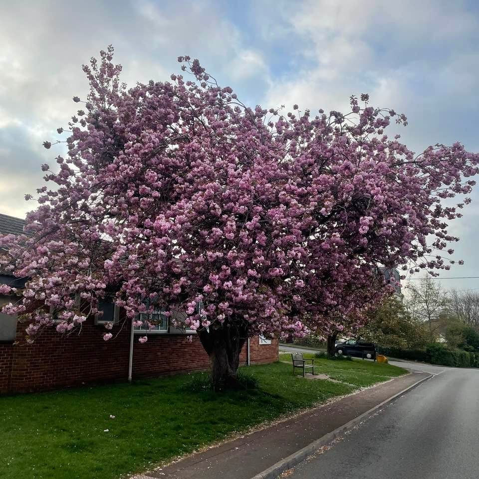 large cherry tree with pink blossom
