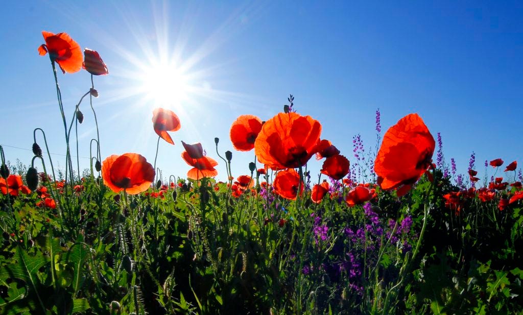 tall-poppy