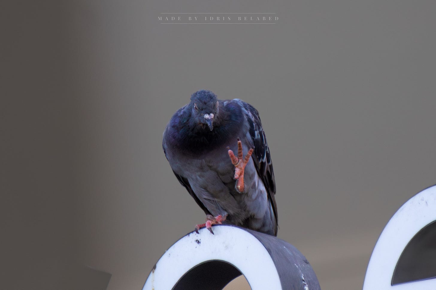 Bird image