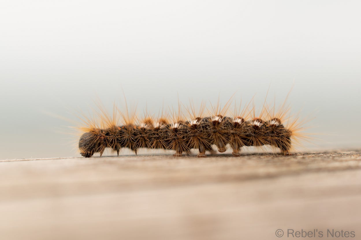 On a trip to the seaside, this cute little caterpillar posed for my camera.
