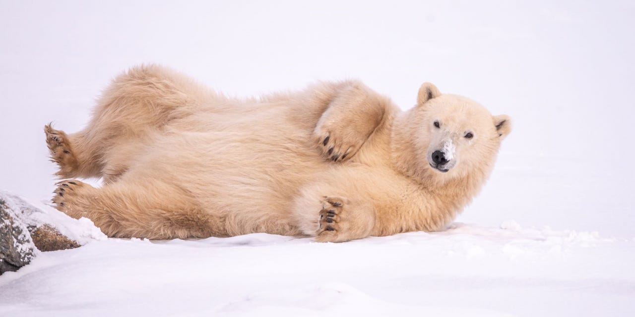Getting to Know the Polar Bear: 8 Surprising Facts About the King of the Arctic