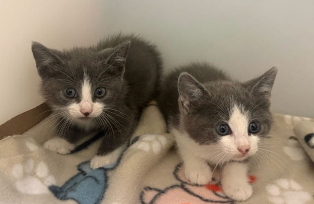 Bishop Animal Shelter Seeks Urgent Donations for Cats and Kittens