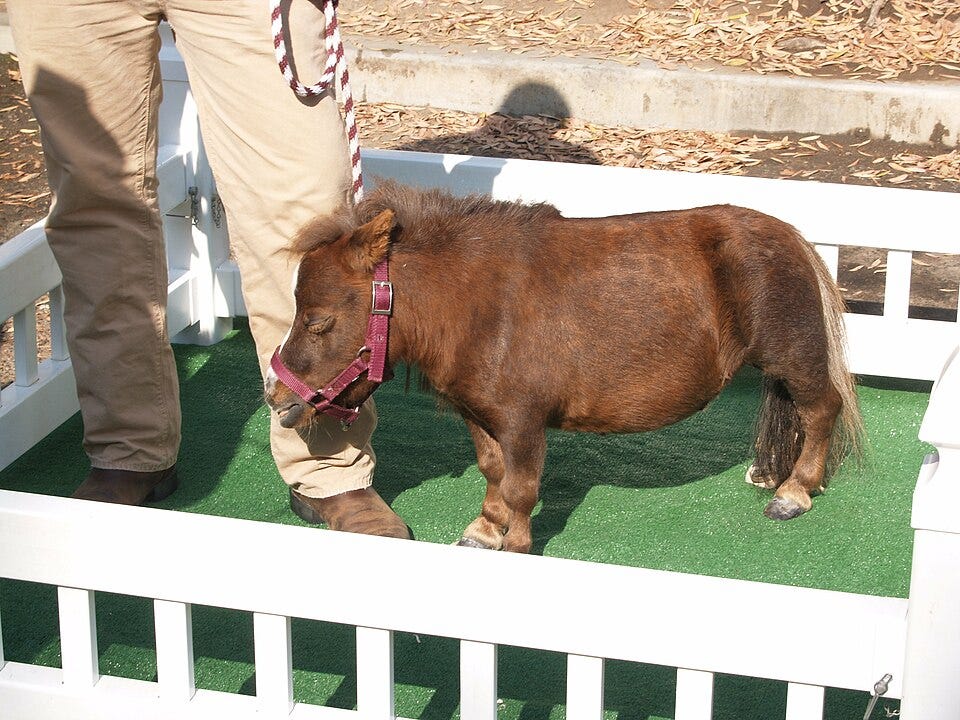 the tiniest damned pony you ever did see the tiniest damned pony you ever did see