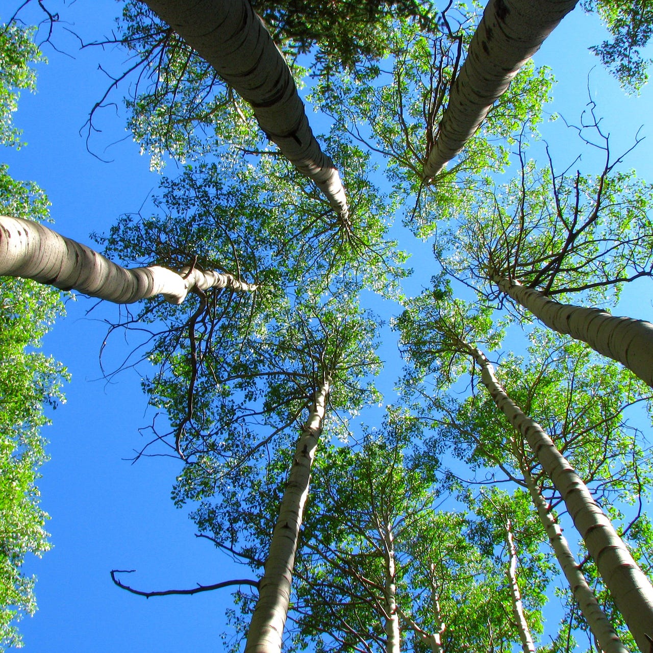 Healing your Pet's Terrain