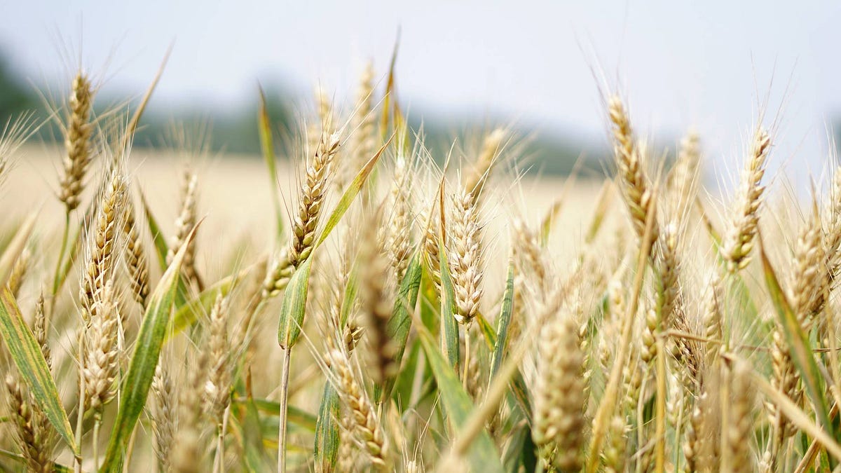 Could You Grow Your Own Wheat and Make Your Own Bread?