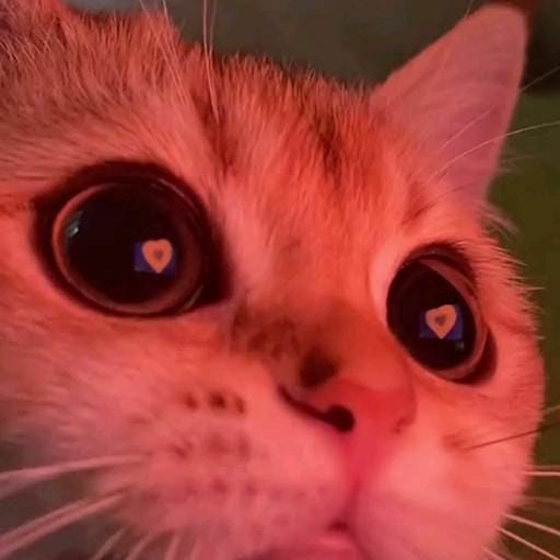 Substack profile picture for @catsup