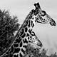 Nairobi Profiles