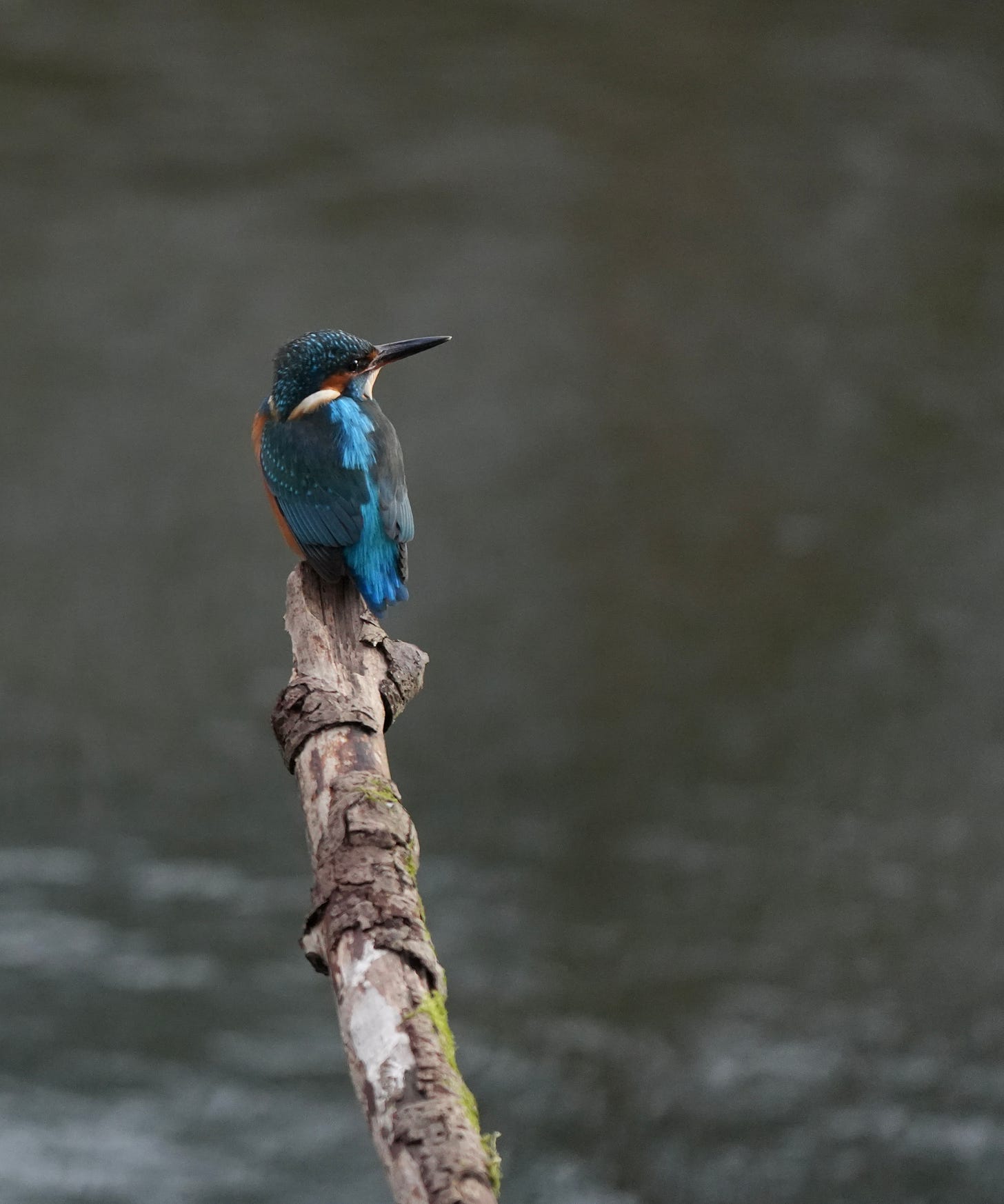 Kingfisher Alcedo Atthis Kingfisher Alcedo Atthis