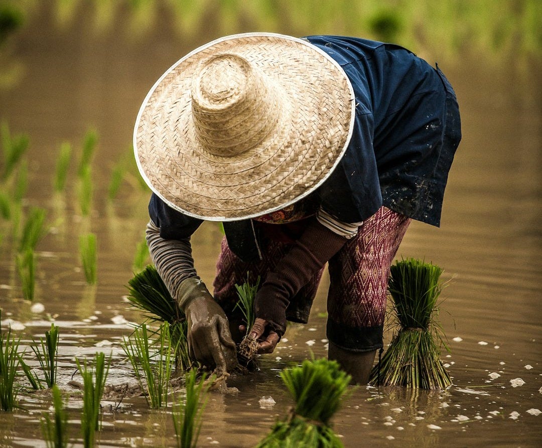 person wearing brown straw hat while planting rice selective focus photography