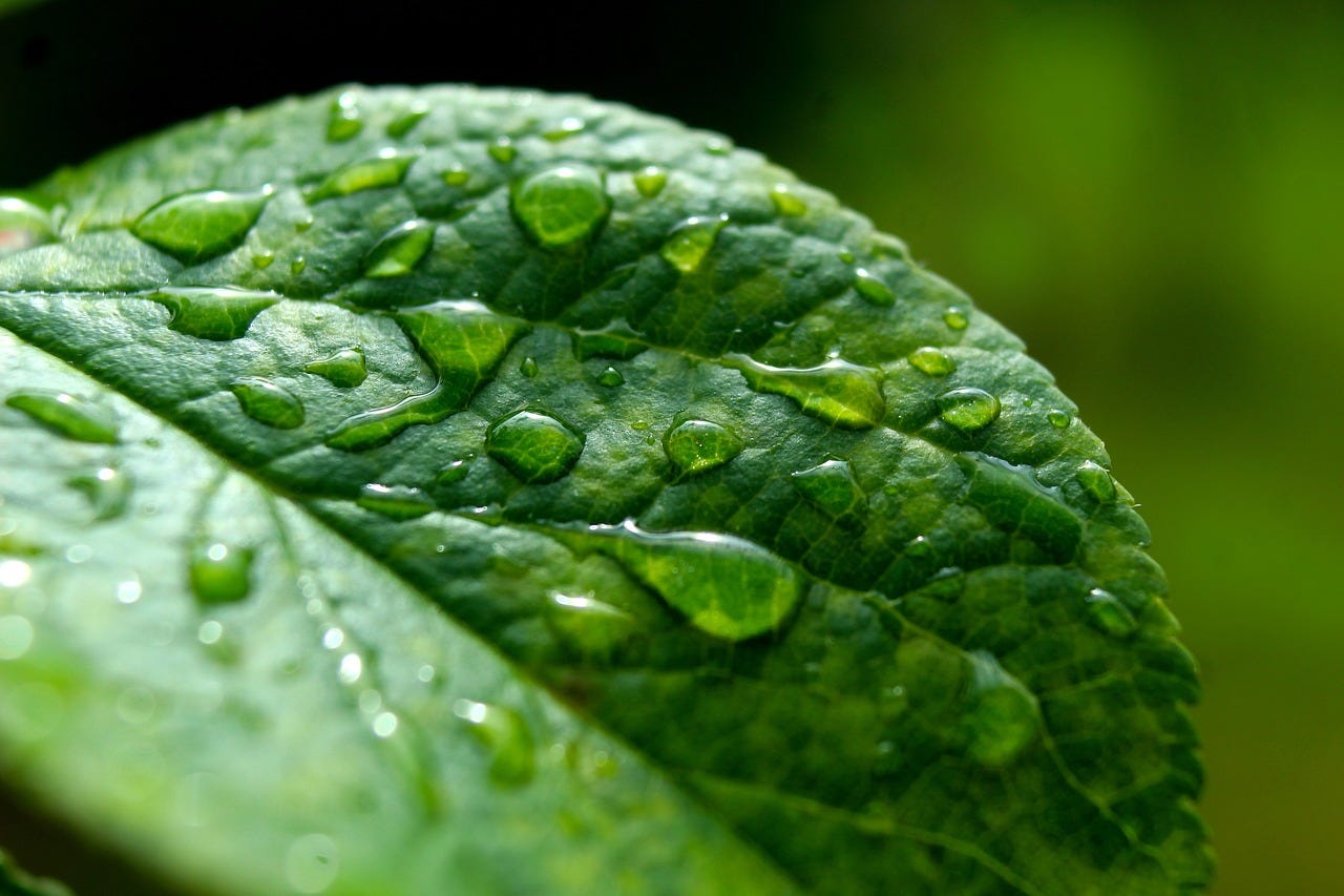 A green leaf covered in raindrops