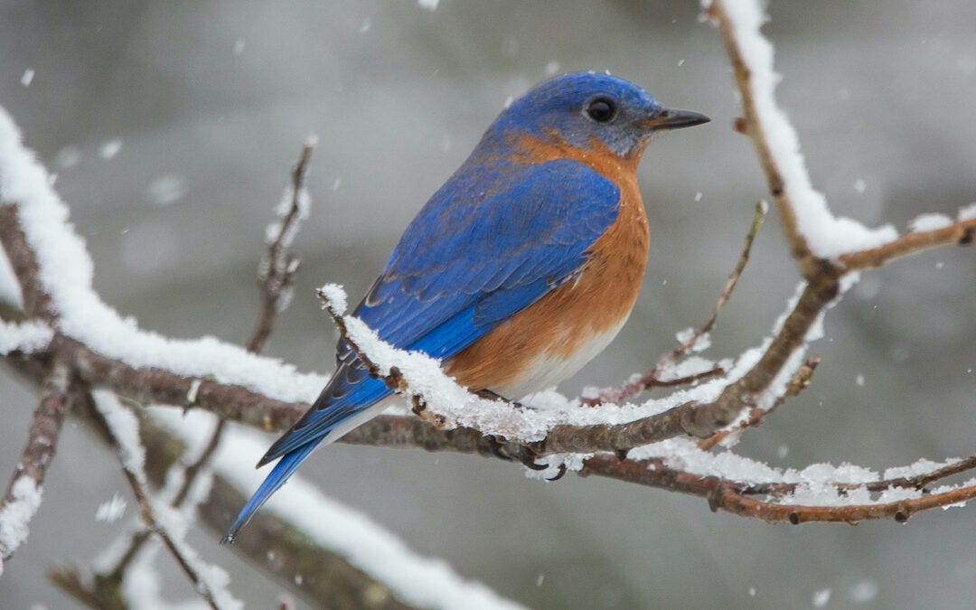 Sharing a Winter Feast with Hungry Visitors | Thanksgiving in February