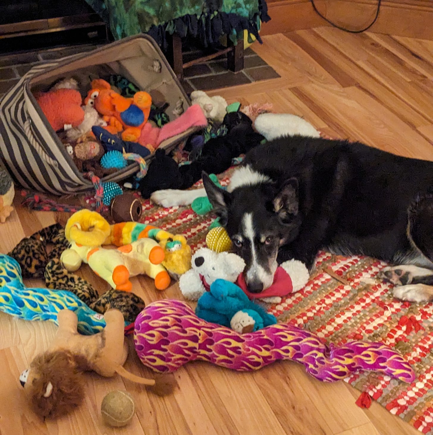 Border collie resting in front of a tipped-over toybox Border collie resting in front of a tipped-over toybox