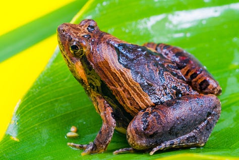 Frogs from around the world...