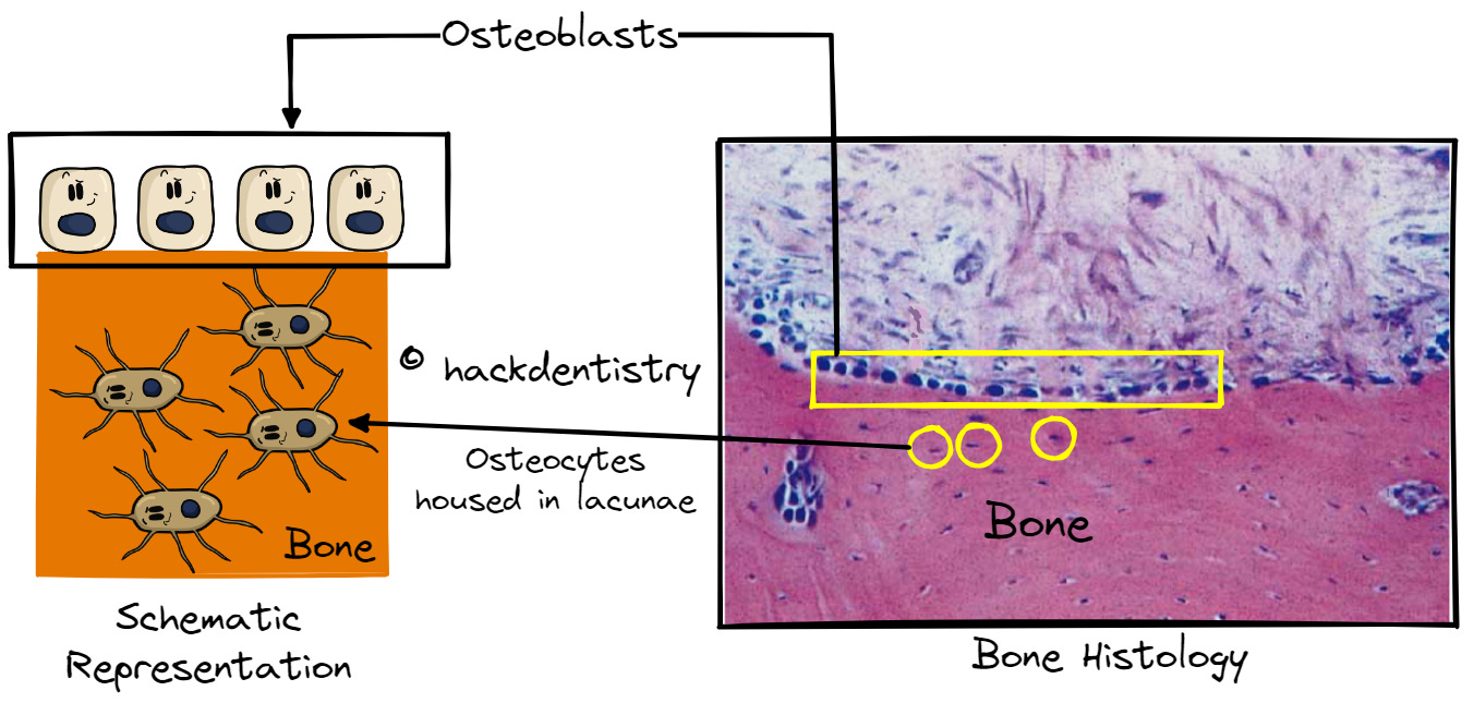 Cells of bone and Bone remodeling/turnover (Note)