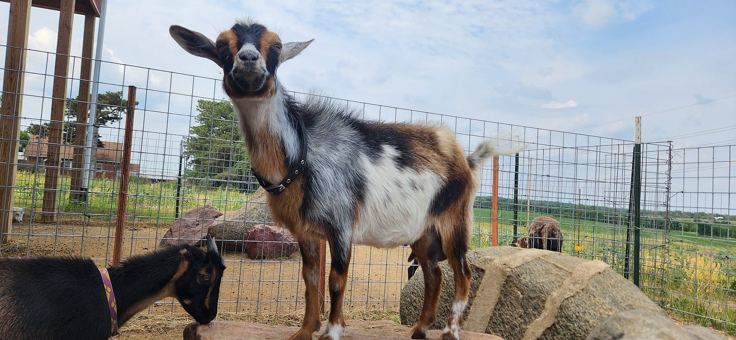 Nigerian Dwarf goat doe on a rock
