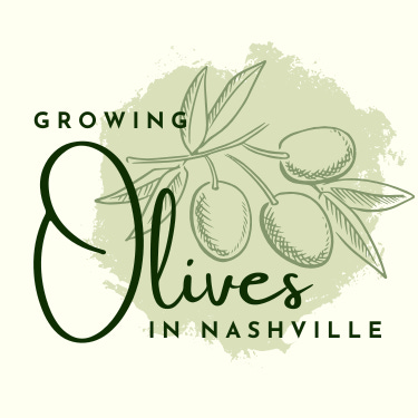 Growing Olives in Nashville