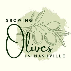 Growing Olives in Nashville