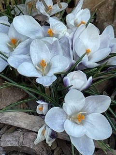 a pile of crocuses