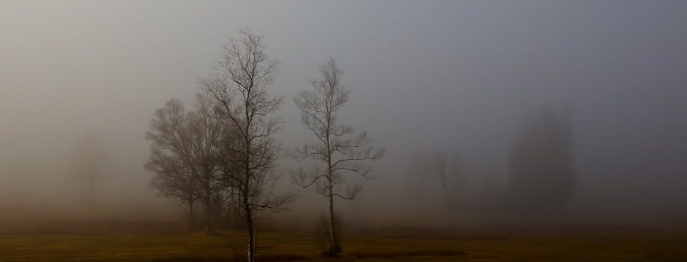 bare trees covered with fog bare trees covered with fog