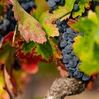 Special Report: California Wine Production Plummets — Lowest Since 1999