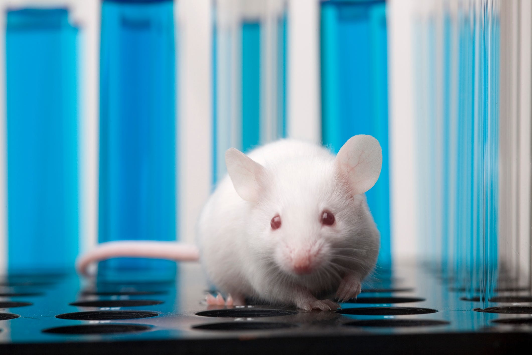 Can In Vitro Techniques Replace Animal Testing?