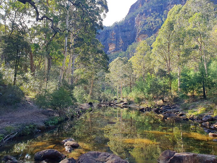 Two kangaroos posing in the bush, both looking at the camera. The greenery of Capertee Gorge reflected in the creek, with dramatic cliffs in the background.