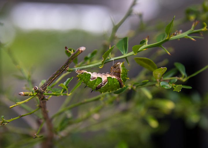 Australian Butterflies