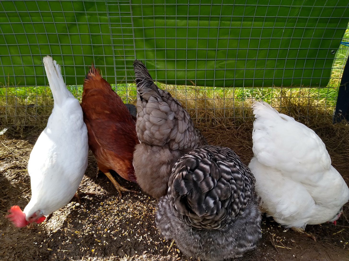 A photograph of four hens' bottoms and one hen's head. A photograph of four hens' bottoms and one hen's head.