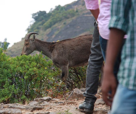 More brown, goat-like animals with horns, one in front of three men seen on the edge of the image, plus more mountains and grassland with cloudy skies