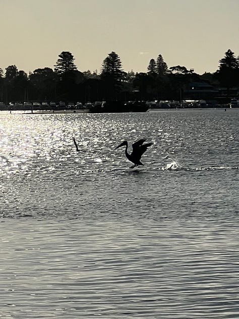 A pelican comes in to land in a glistening river; three silhouettes walk out on a sandbar, creating the illusion they're walking on water; an iconic black swan glides on the water; a cluster of trees in the centre of a nearly empty lake is reflected in what little water there is; a sweet black miniature schnauzer with perky ears gazes adoringly at her human, out of shot; and two blue Ikea bags hold stacks of folded up newspapers.