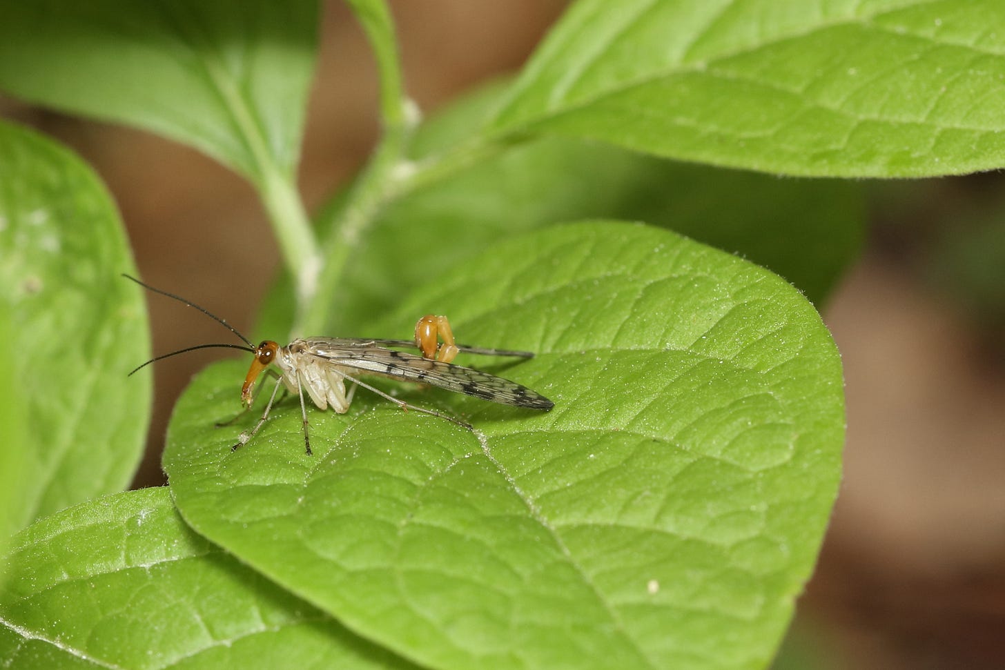 Macro close-up of a forked scorpionfly resting on a bright green leaf. This insect has a long, triangular orange face with big round orange eyes and long, thin black antennae; a white thorax; six thin white legs that darken to black or dark gray at their ends; and an orange, segmented tail that curves up between the insect's wings and inward like a scorpion's tail, the last segment ovoid and thicker than the other segments. The wings are long and pale with delicate black veins outlining the wing's segments. Macro close-up of a forked scorpionfly resting on a bright green leaf. This insect has a long, triangular orange face with big round orange eyes and long, thin black antennae; a white thorax; six thin white legs that darken to black or dark gray at their ends; and an orange, segmented tail that curves up between the insect's wings and inward like a scorpion's tail, the last segment ovoid and thicker than the other segments. The wings are long and pale with delicate black veins outlining the wing's segments.