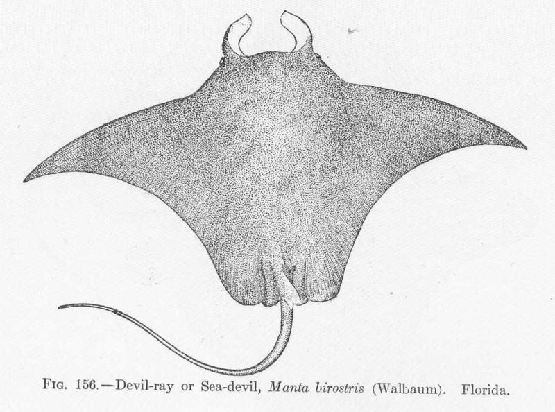 A picture containing rays and skates, fish, ray

Description automatically generated
